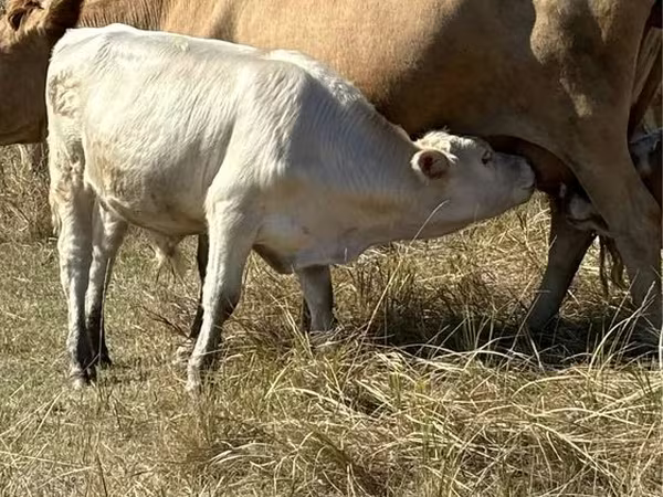 Býk, Červená bezrohá kráva