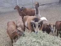 Baran, Cameroon sheep — zdjęcie 2