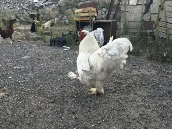 Chickens
