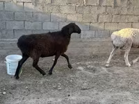Qoyunlar (partiya, cinsi göstərilməyib), Qoyunlar — foto 1