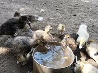 Ducks — Foto 2