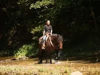At, Racking Horse — foto 4