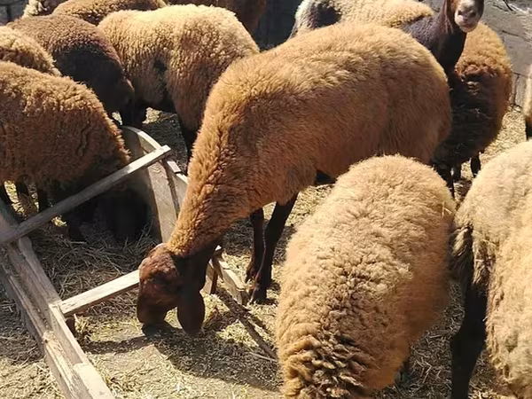 Qoyun, Qoyunlar — Azərbaycan