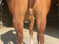 At, Quarter Horse — foto 2