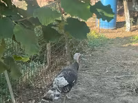 Turkeys — photo 1