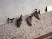 Hausente — Foto 1
