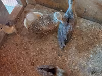 Chickens — photo 3