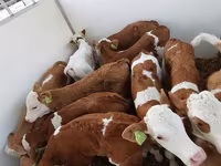 Buğa, Simmental cattle — foto 1