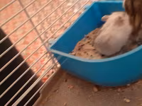 Hamster qəfəsi və aksesuar dəsti - Kiçik gəmiricilər üçün iki — 照片 2
