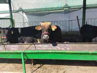 Bovinos (lote, sexo não especificado), Bovinos — foto 2