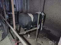 Vaca, Russian Black pied cattle — foto 1