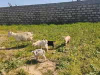 Goat, Goats — photo 3