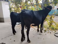 母牛, Limousin cow — 照片 4