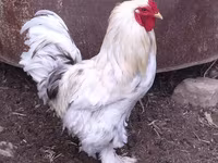 Brahma — photo 1