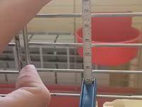 Клетка для птиц 705040 см (с кормушками) / Bird Cage — फ़ोटो 3