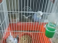 Dalmatin və mavi tonlarda iki cüt dalğıç (hulland) büdcə papuqayı — photo 1