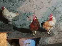 Chickens — photo 4