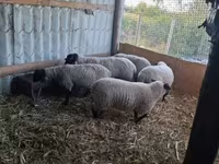 Ovce, White Suffolk sheep — foto 1