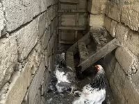 Brahma — photo 4