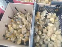 Ducks — foto 1