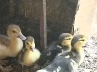 Ducks — foto 4