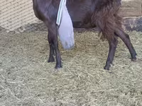 Keçi, LaMancha goats — foto 4