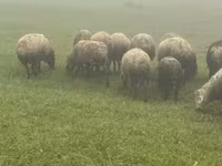 Schaf, Schafe — Foto 4