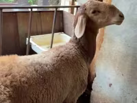 Qoç, Arashan sheep — foto 3