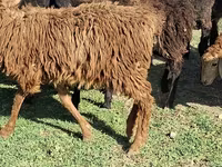 Ram, Sheep — photo 2