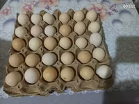 Chickens — Foto 3