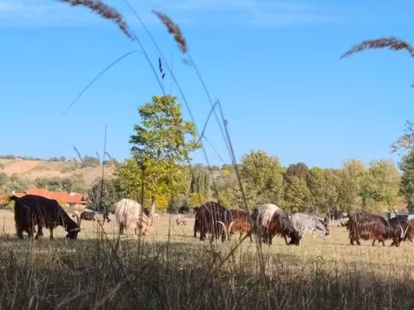Kuh, Ungarische Graue Rasse