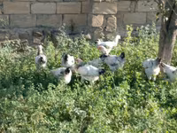 Chickens — फ़ोटो 3