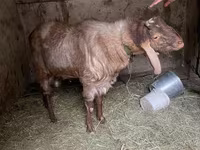 Kozioł, Nubian Goat — zdjęcie 7