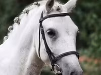 Kůň, Falabella — foto 2