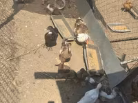 Ducks — الصورة 1