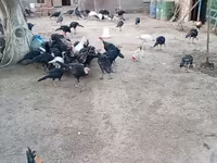 अमेरिकन बफ — फ़ोटो 3