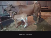 母牛, Cattle — 照片 3