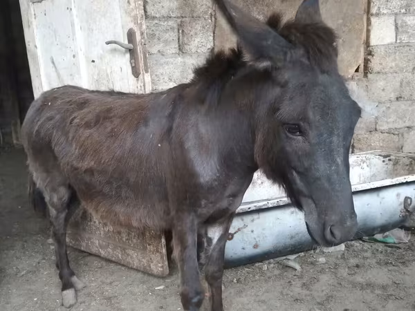 At, Atlar — Azərbaycan