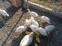Ducks — फ़ोटो 4
