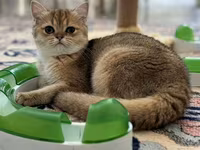Brittish golden shinshilla ny11 dishi 10 ayliq — Foto 2