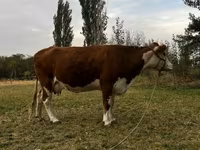 Sigir, Simmental cattle — 3-rasm