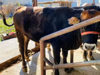 Cow, Aberdeen-Angus — photo 1