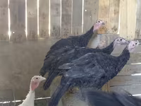 Turkeys — foto 2