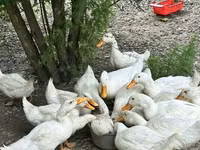 Alman Pekin — foto 2
