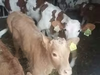 Buğa, Simmental cattle — foto 3