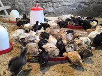 Chickens — photo 2