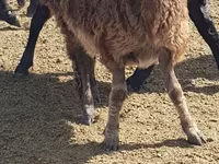 Ovce, Edilbay sheep — foto 3