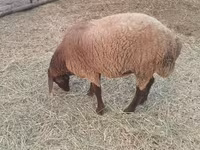 Sheep (batch, sex not specified), Sheep — photo 3