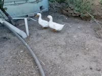 Chickens — photo 8