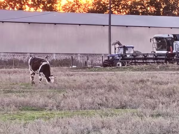 İnək, Russian Black pied cattle